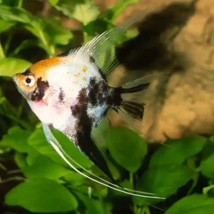 Rotkopf Koiskalar (Pterophyllum scalare), Größe M Schneller Versand